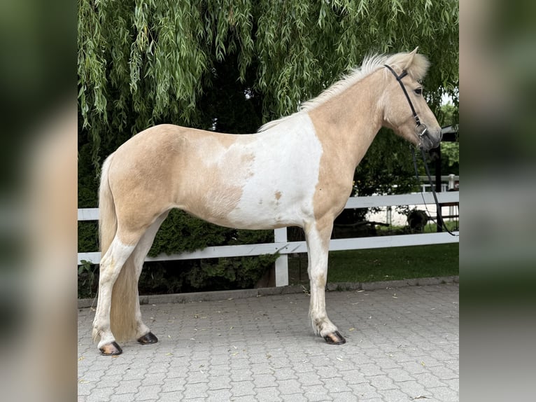 Islandpferd Stute 8 Jahre 142 cm Schecke in Lochen am See
