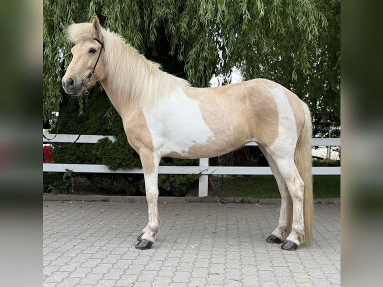 Islandpferd Stute 8 Jahre 142 cm Schecke in Lochen am See