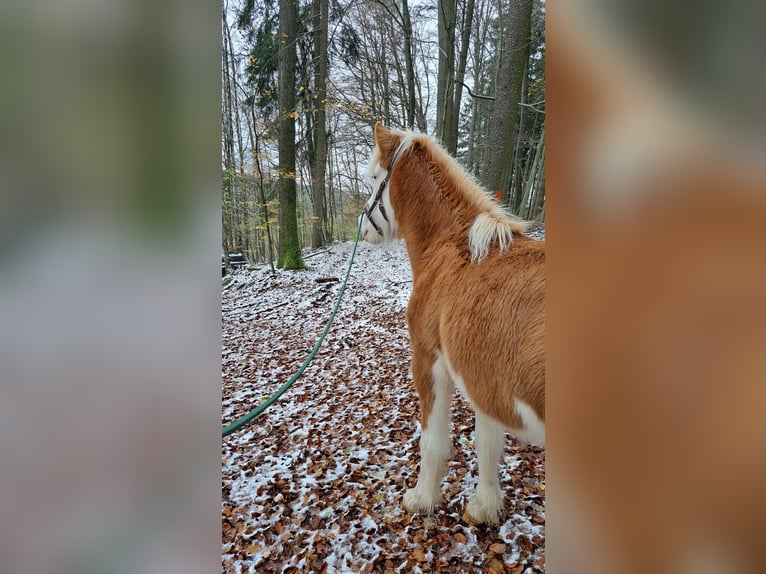 Islandpferd Stute 8 Jahre 142 cm Schecke in Oberzent