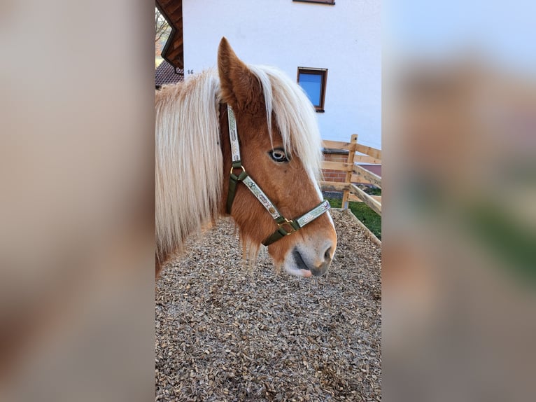 Islandpferd Stute 8 Jahre 142 cm Schecke in Oberzent