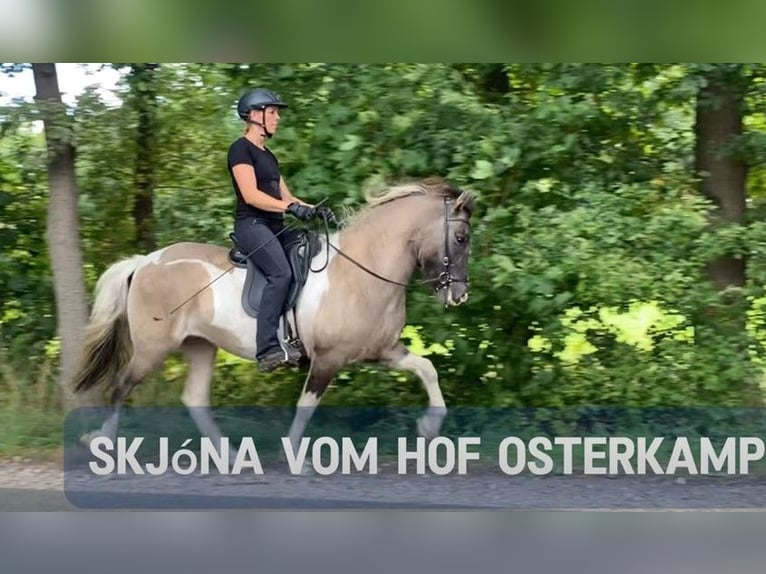 Islandpferd Stute 8 Jahre 145 cm Schecke in Schneverdingen