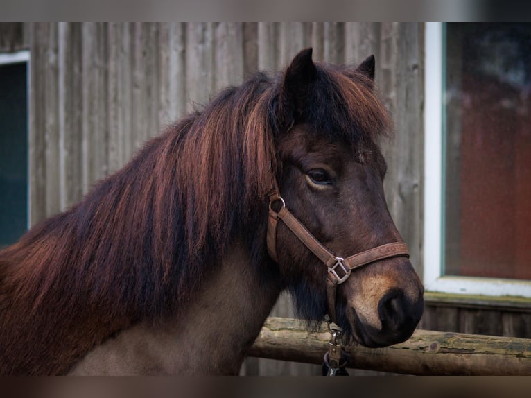 Islandpferd Stute 8 Jahre 146 cm Brauner in Hatten