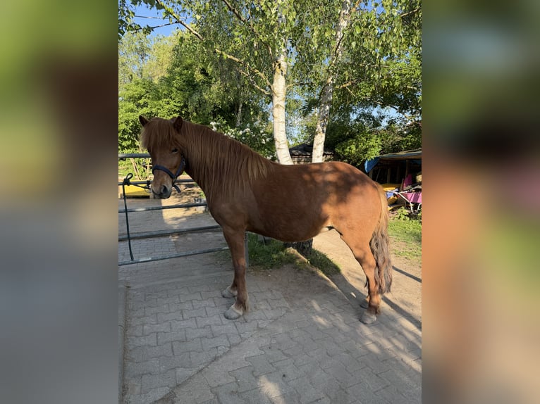 Islandpferd Stute 8 Jahre 146 cm Fuchs in Stuttgart