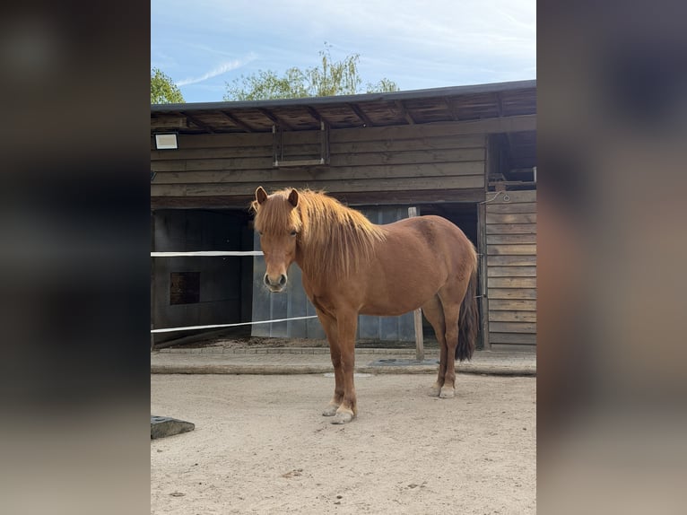 Islandpferd Stute 8 Jahre 146 cm Fuchs in Stuttgart