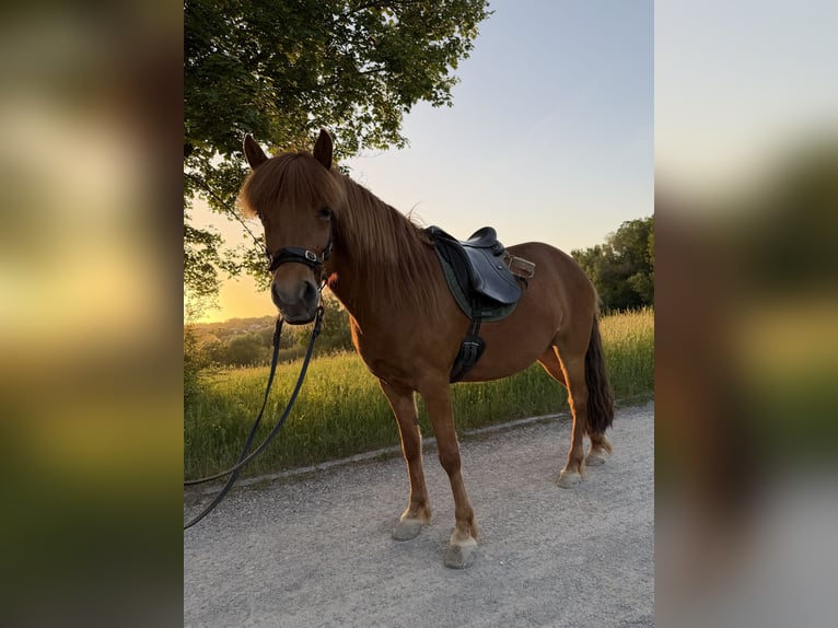 Islandpferd Stute 8 Jahre 146 cm Fuchs in Stuttgart