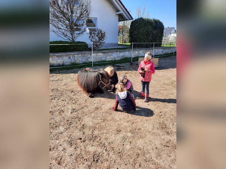 Islandpferd Stute 8 Jahre 146 cm Rappe in B&#xFC;ren