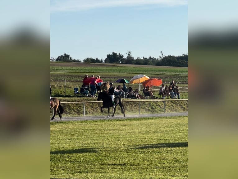 Islandpferd Stute 8 Jahre 146 cm Rappe in B&#xFC;ren