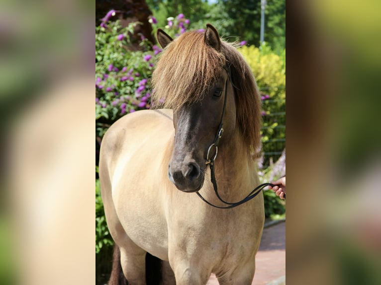 Islandpferd Stute 8 Jahre 150 cm Falbe in Soltau