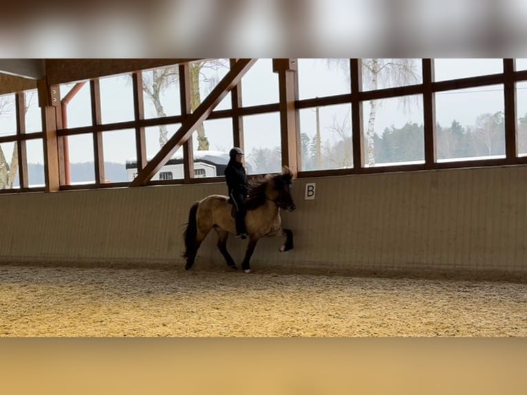 Islandpferd Stute 8 Jahre 153 cm Falbe in Lehmrade
