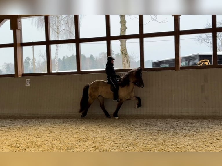 Islandpferd Stute 8 Jahre 153 cm Falbe in Lehmrade