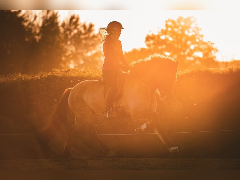 Islandpferd Stute 8 Jahre 153 cm Falbe in Lehmrade