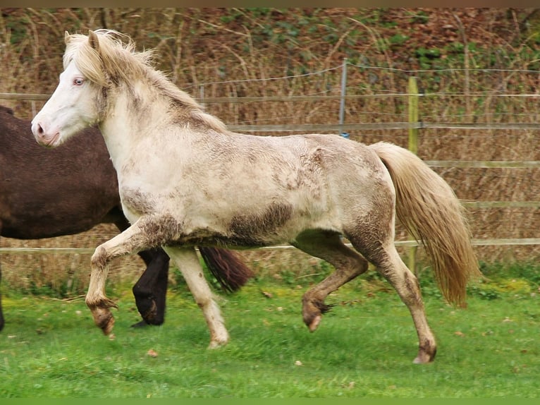 Islandpferd Stute 8 Jahre Perlino in Saarland