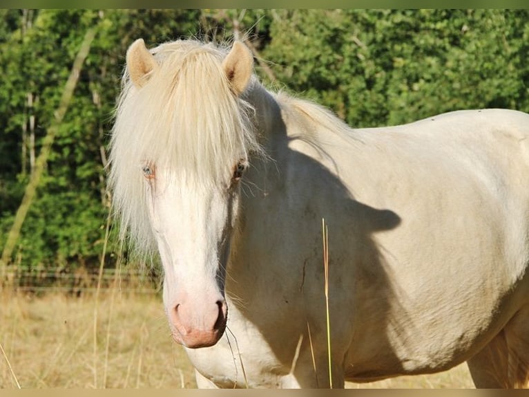 Islandpferd Stute 8 Jahre Perlino in Saarland