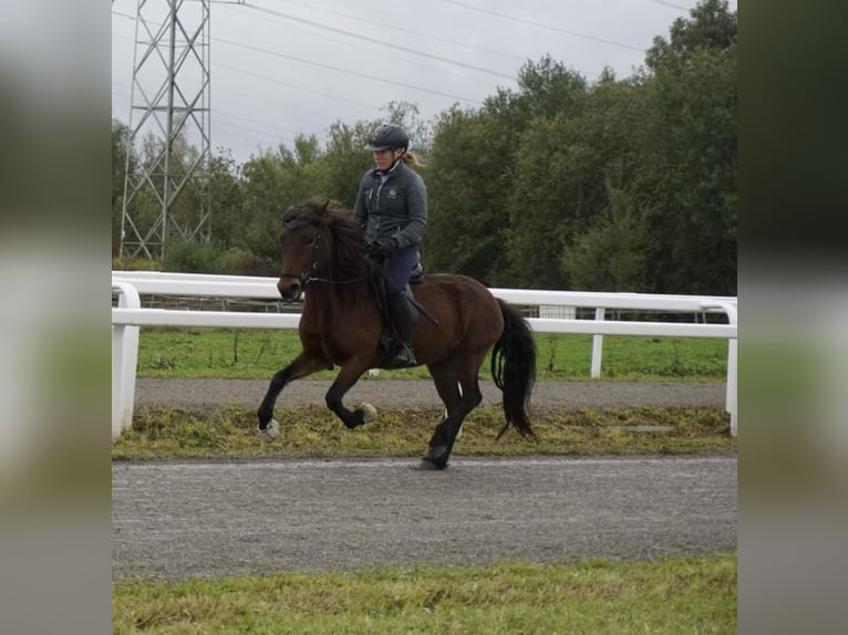Islandpferd Stute 9 Jahre 132 cm Brauner in Emmendingen