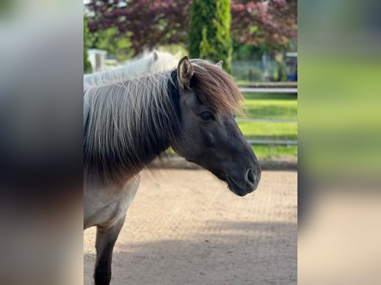 Islandpferd Stute 9 Jahre 133 cm Falbe in Hessisch Oldendorf