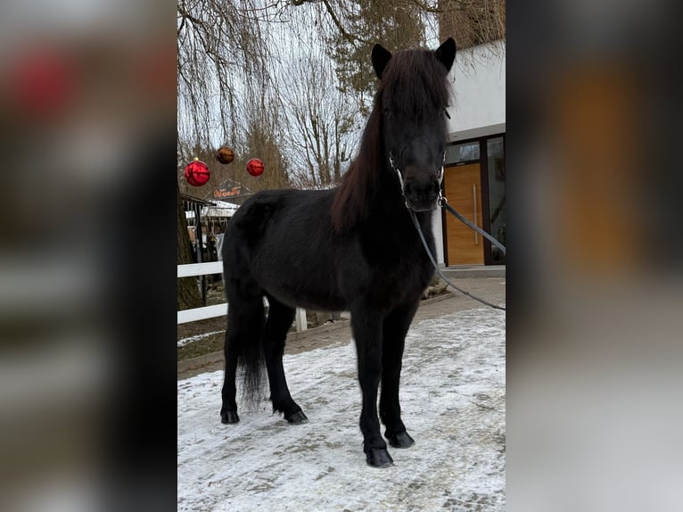 Islandpferd Stute 9 Jahre 133 cm Rappe in Lochen am See
