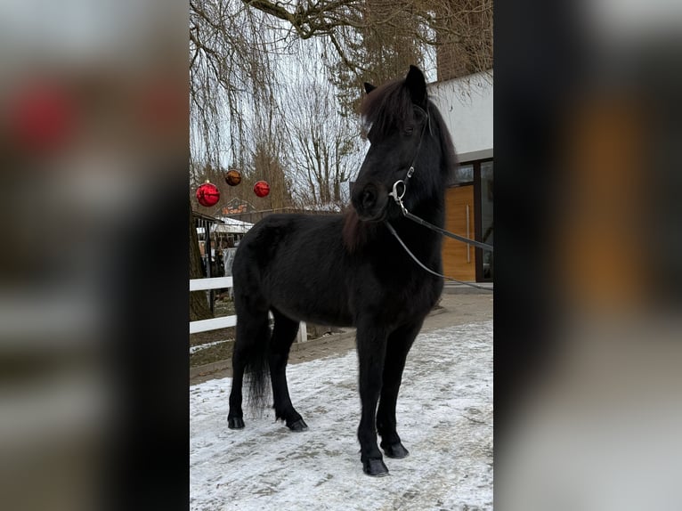 Islandpferd Stute 9 Jahre 133 cm Rappe in Lochen am See