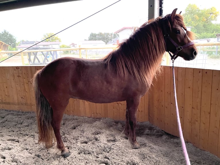 Islandpferd Stute 9 Jahre 135 cm Fuchs in Dallgow-Döberitz