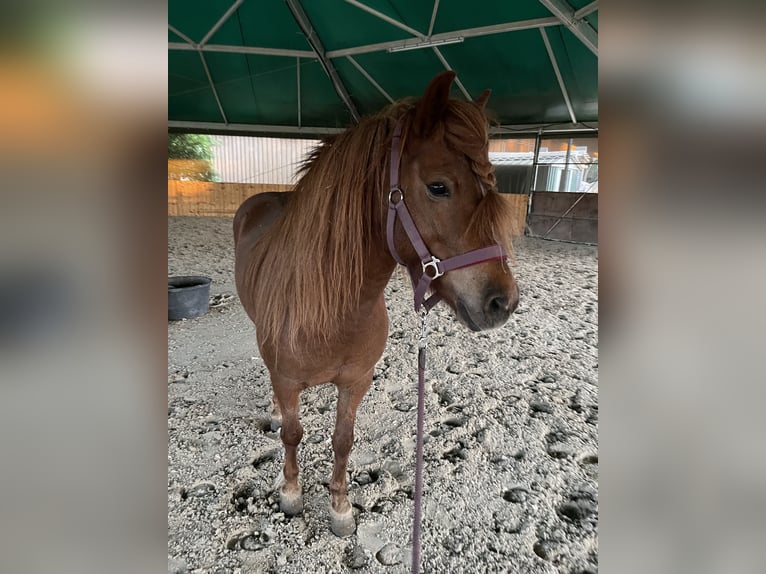 Islandpferd Stute 9 Jahre 135 cm Fuchs in Dallgow-Döberitz