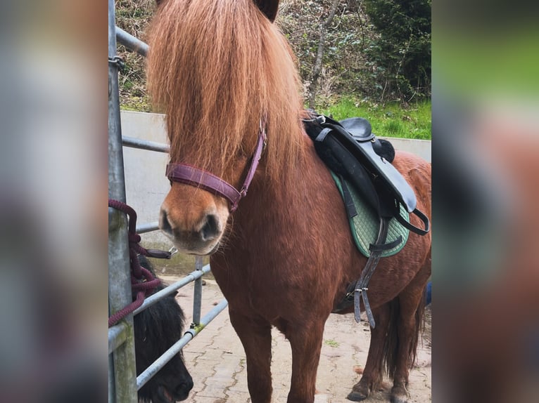 Islandpferd Stute 9 Jahre 135 cm Fuchs in Dallgow-Döberitz