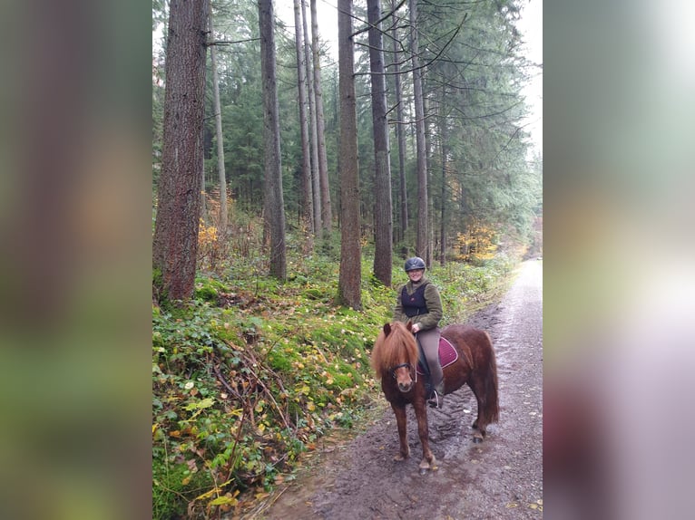 Islandpferd Stute 9 Jahre 135 cm Fuchs in Dallgow-Döberitz