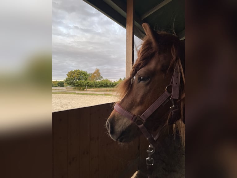 Islandpferd Stute 9 Jahre 135 cm Fuchs in Dallgow-D&#xF6;beritz