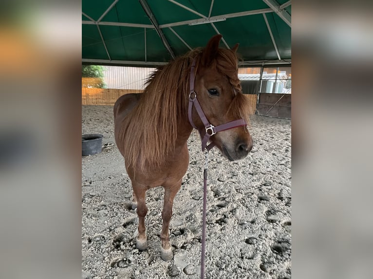 Islandpferd Stute 9 Jahre 135 cm Fuchs in Dallgow-D&#xF6;beritz