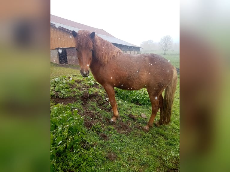 Islandpferd Stute 9 Jahre 135 cm Fuchs in Ban-de-Sapt