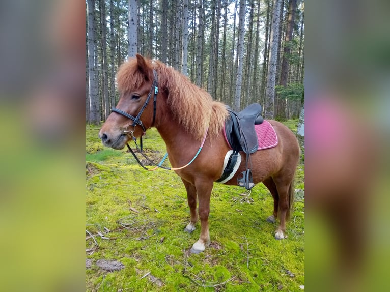 Islandpferd Stute 9 Jahre 135 cm Fuchs in Ban-de-Sapt