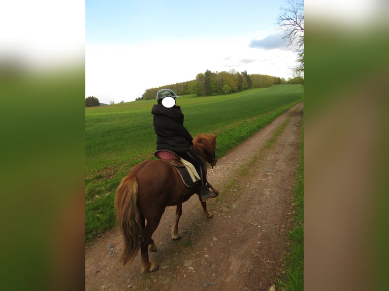 Islandpferd Stute 9 Jahre 135 cm Fuchs in Ban-de-Sapt