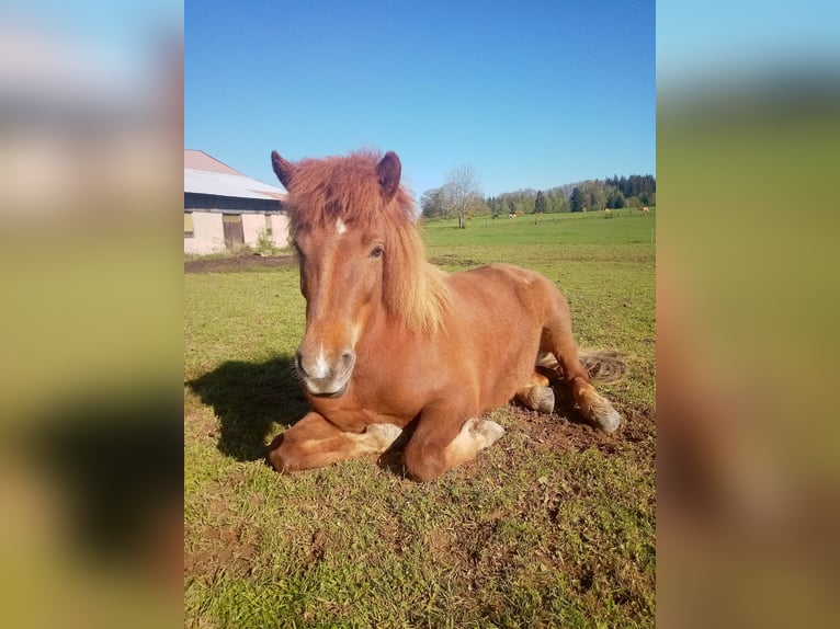 Islandpferd Stute 9 Jahre 135 cm Fuchs in Ban-de-Sapt