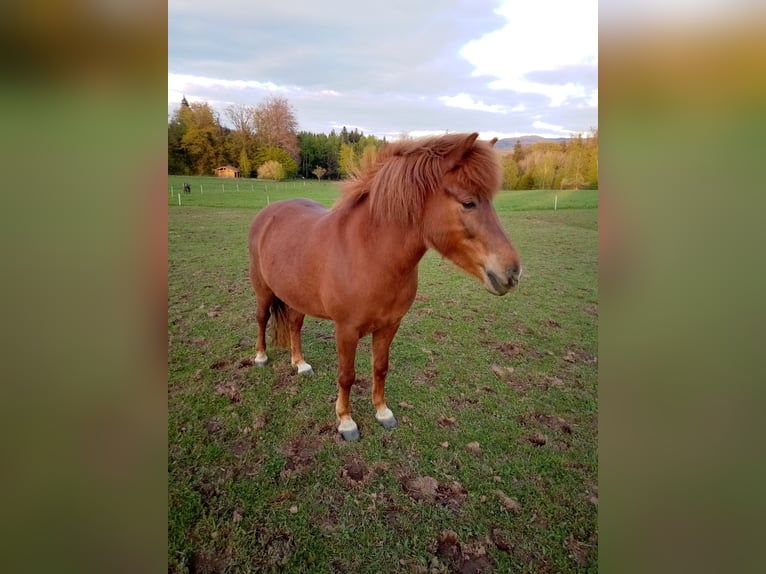 Islandpferd Stute 9 Jahre 135 cm Fuchs in Ban-de-Sapt
