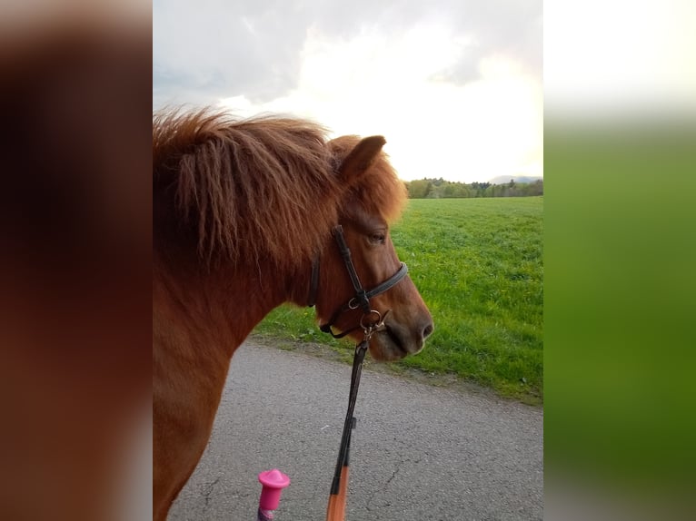 Islandpferd Stute 9 Jahre 135 cm Fuchs in Ban-de-Sapt