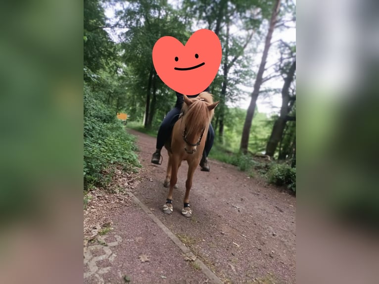 Islandpferd Stute 9 Jahre 135 cm Fuchs in Völklingen