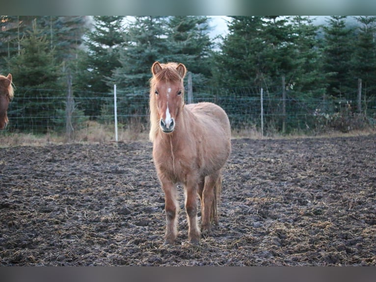 Islandpferd Stute 9 Jahre 137 cm Falbe in Oberstenfeld