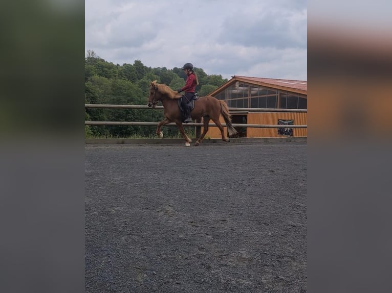 Islandpferd Stute 9 Jahre 137 cm Fuchs in Steinau