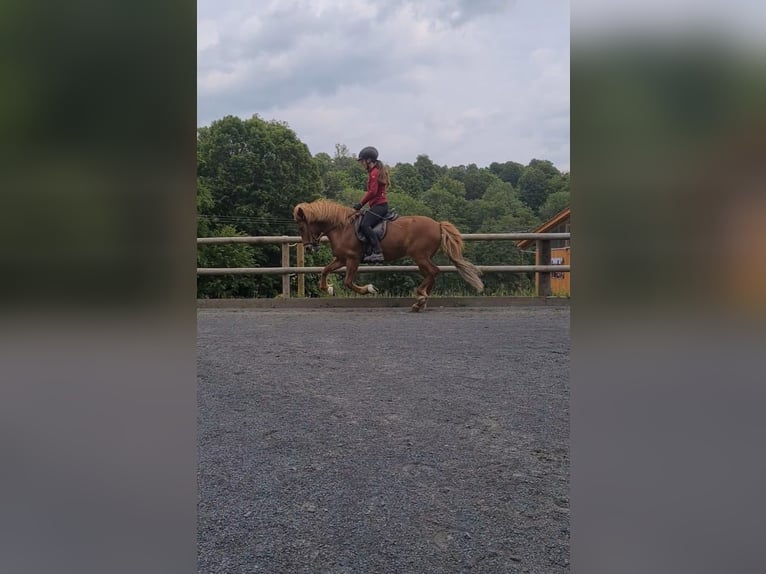 Islandpferd Stute 9 Jahre 137 cm Fuchs in Steinau