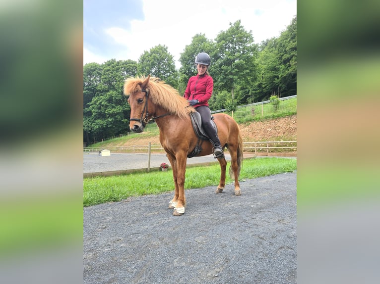 Islandpferd Stute 9 Jahre 137 cm Fuchs in Steinau