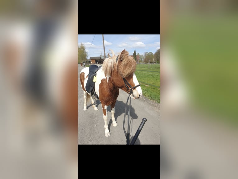 Islandpferd Stute 9 Jahre 137 cm Schecke in Werl