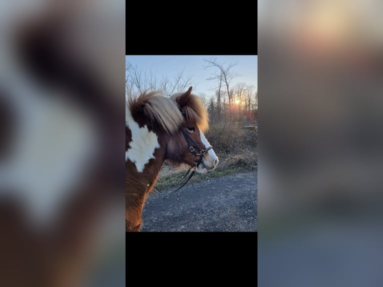 Islandpferd Stute 9 Jahre 137 cm Schecke in Werl