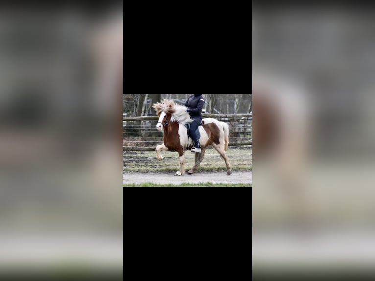 Islandpferd Stute 9 Jahre 137 cm Schecke in Werl