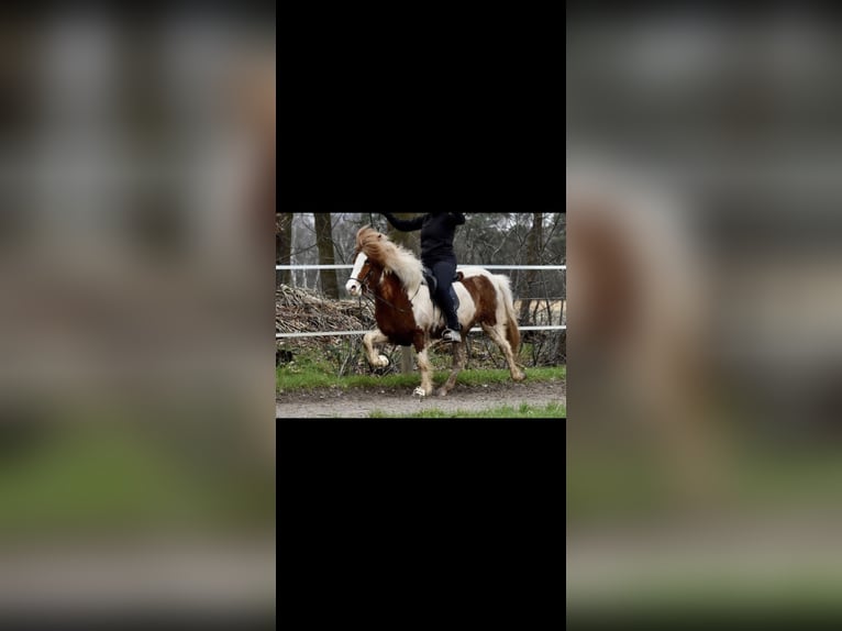Islandpferd Stute 9 Jahre 137 cm Schecke in Werl