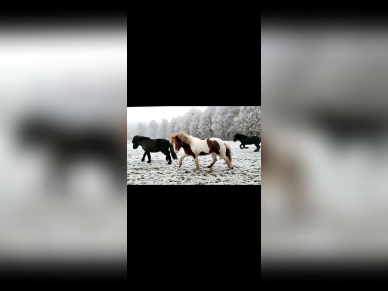 Islandpferd Stute 9 Jahre 137 cm Schecke in Werl