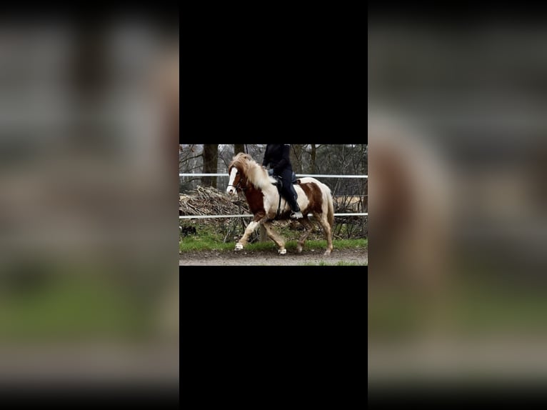 Islandpferd Stute 9 Jahre 137 cm Schecke in Werl