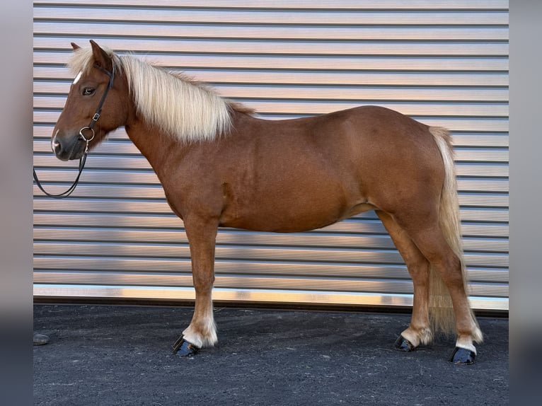 Islandpferd Stute 9 Jahre 138 cm Fuchs in Mining