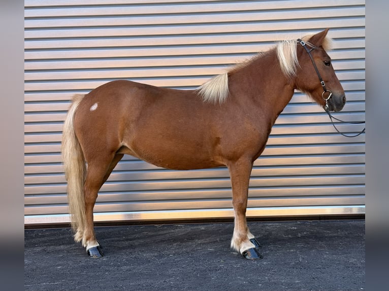 Islandpferd Stute 9 Jahre 138 cm Fuchs in Mining