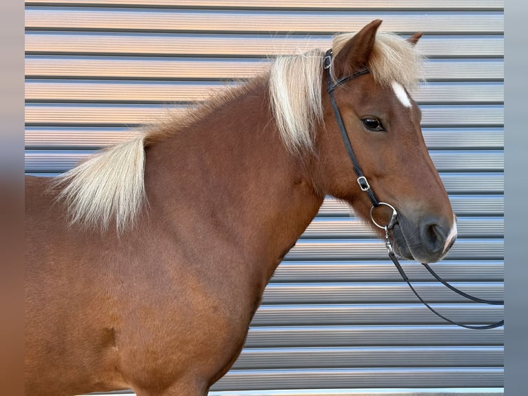 Islandpferd Stute 9 Jahre 138 cm Fuchs in Mining