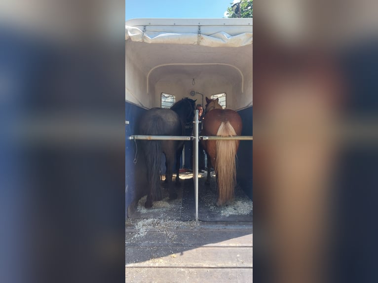 Islandpferd Stute 9 Jahre 138 cm Rappe in Hamburg