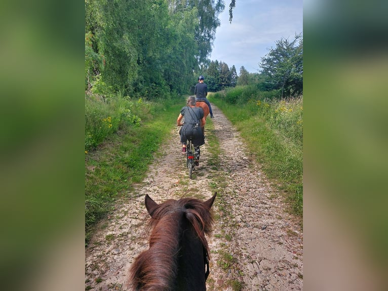 Islandpferd Stute 9 Jahre 138 cm Rappe in Hamburg