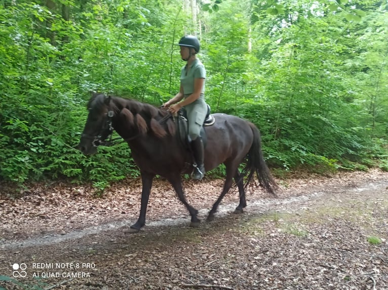 Islandpferd Stute 9 Jahre 138 cm Rappe in Hamburg